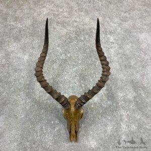 Impala Skull Horns European Mount For Sale #23366 @ The Taxidermy Store