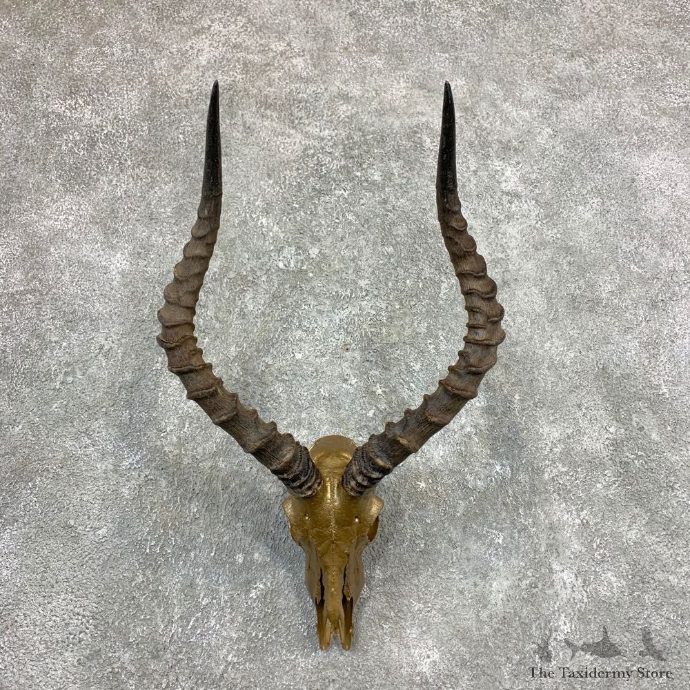 Impala Skull Horns European Mount For Sale #23366 @ The Taxidermy Store