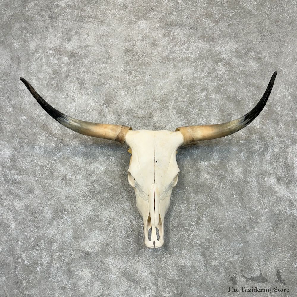 Longhorn Steer Skull European Mount For Sale #29719 @ The Taxidermy Store