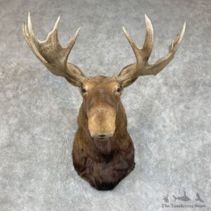 Canadian Moose Shoulder Mount For Sale #25414 @ The Taxidermy Store