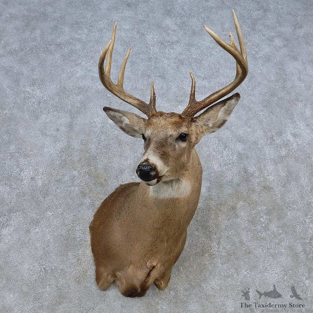 Whitetail Deer Shoulder Mount For Sale #14787 @ The Taxidermy Store