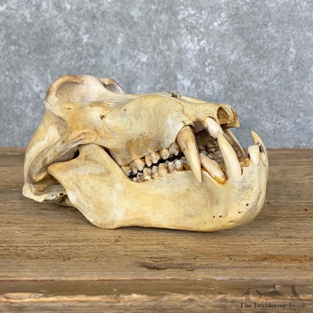Chacma Baboon Taxidermy Full Skull Mount #22712 For Sale @The Taxidermy Store