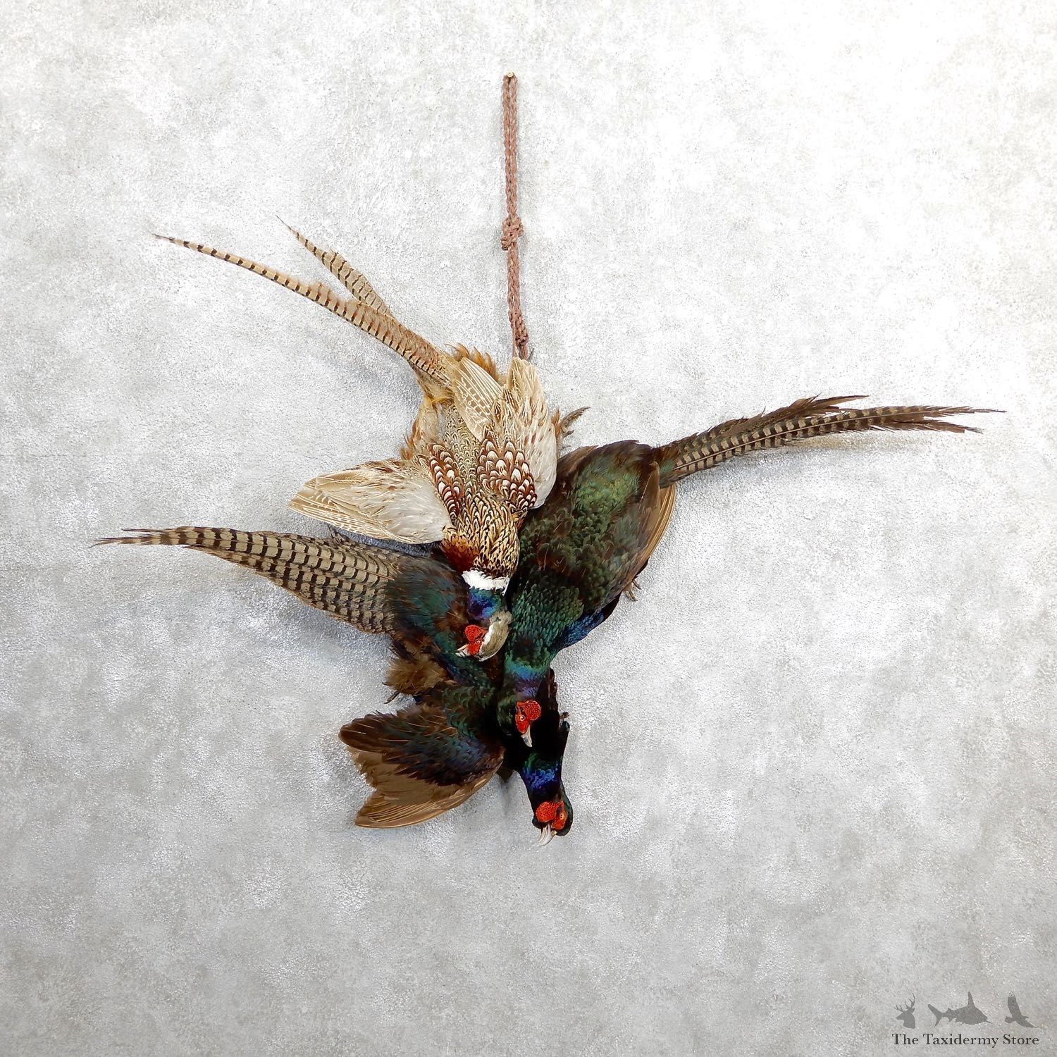 Green And Ringneck Pheasants Harvest Mount For Sale #19644 @ The Taxidermy Store