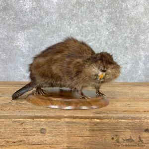 Muskrat Life Size Taxidermy Mount #22923 For Sale @ The Taxidermy Store