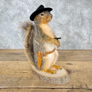 Cowboy Fox Squirrel Novelty Mount For Sale #30215 @ The Taxidermy Store