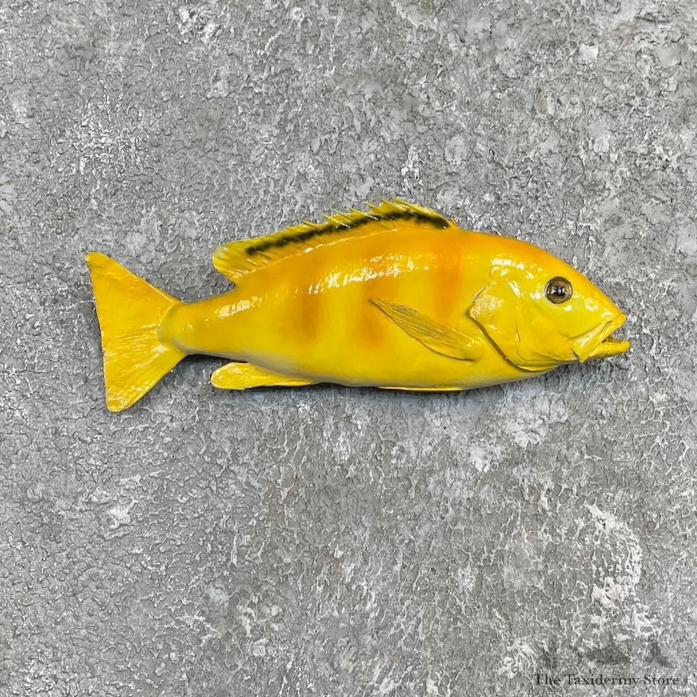 Electric Yellow Cichlid Fish Mount For Sale #27464 @ The Taxidermy Store