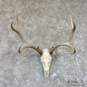 Mule Deer Skull European Mount For Sale #26594 @ The Taxidermy Store