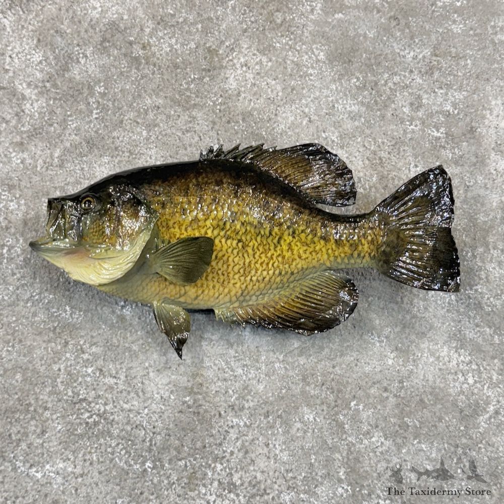 White Crappie Fish Mount For Sale #29915 @ The Taxidermy Store