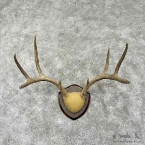 Mule Deer Antler Plaque Mount For Sale #31676 @ The Taxidermy Store