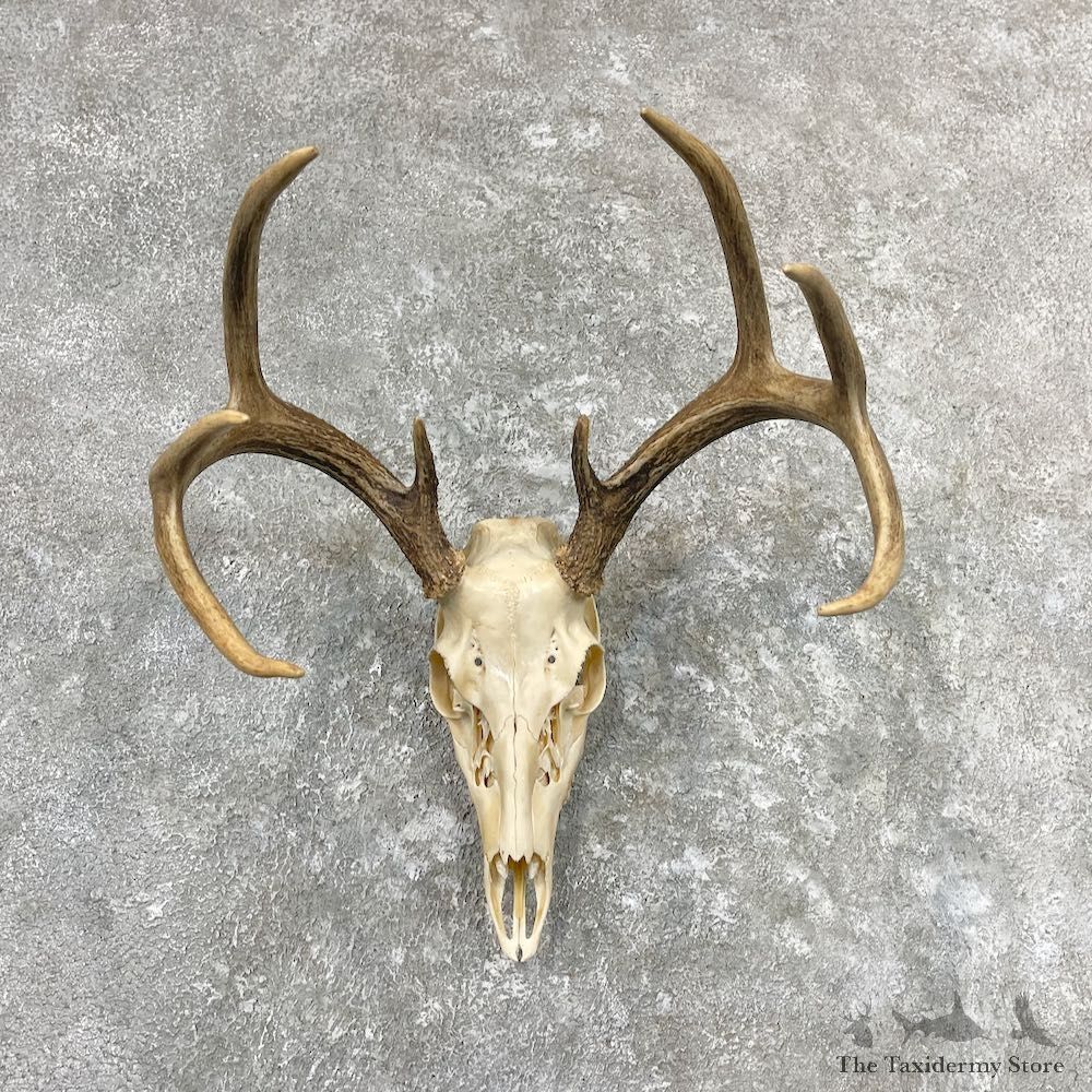 Whitetail Deer Skull European Mount For Sale #26983 @ The Taxidermy Store