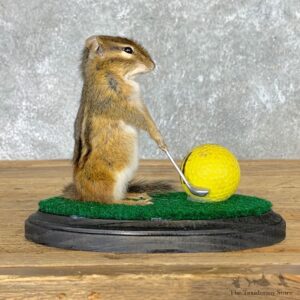 Golfing Squirrel Novelty Mount For Sale #22633 @ The Taxidermy Store