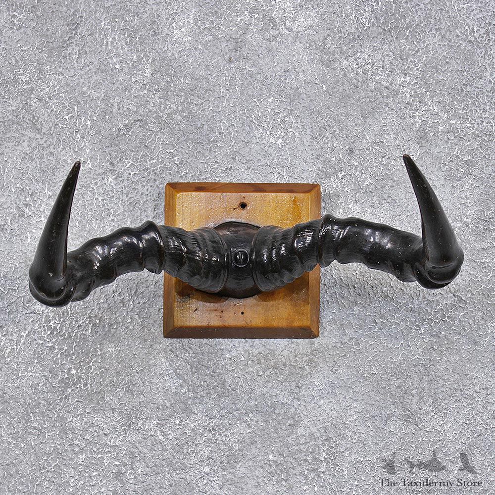 African Topi Taxidermy Horn Plaque Mount #12452 For Sale @ The Taxidermy Store