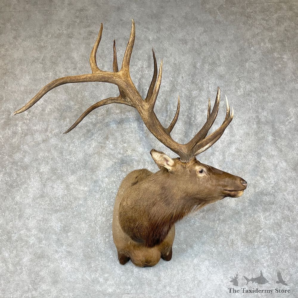 Rocky Mountain Elk Shoulder Mount For Sale #25297@ The Taxidermy Store