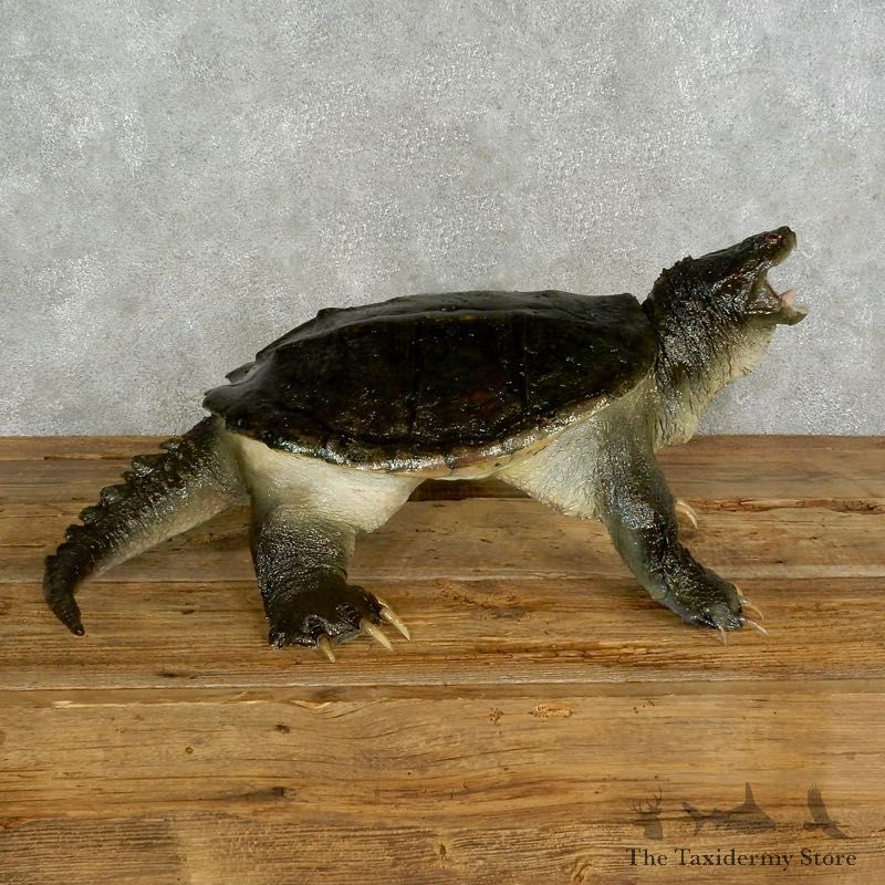 Snapping Turtle Taxidermy Mount For Sale - #17052