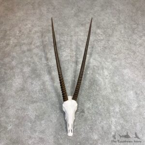 Gemsbok Skull Horns European Mount #21970 For Sale @ The Taxidermy Store