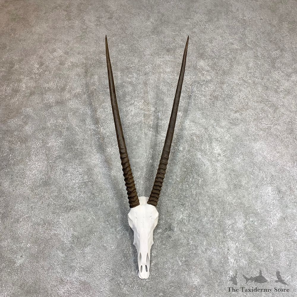 Gemsbok Skull Horns European Mount #21970 For Sale @ The Taxidermy Store