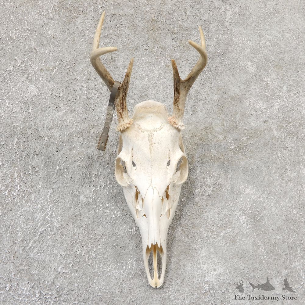 Whitetail Deer Skull European Mount For Sale #19038 @ The Taxidermy Store