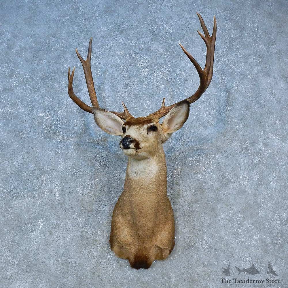 Mule Deer Shoulder Mount For Sale #15458 @ The Taxidermy Store