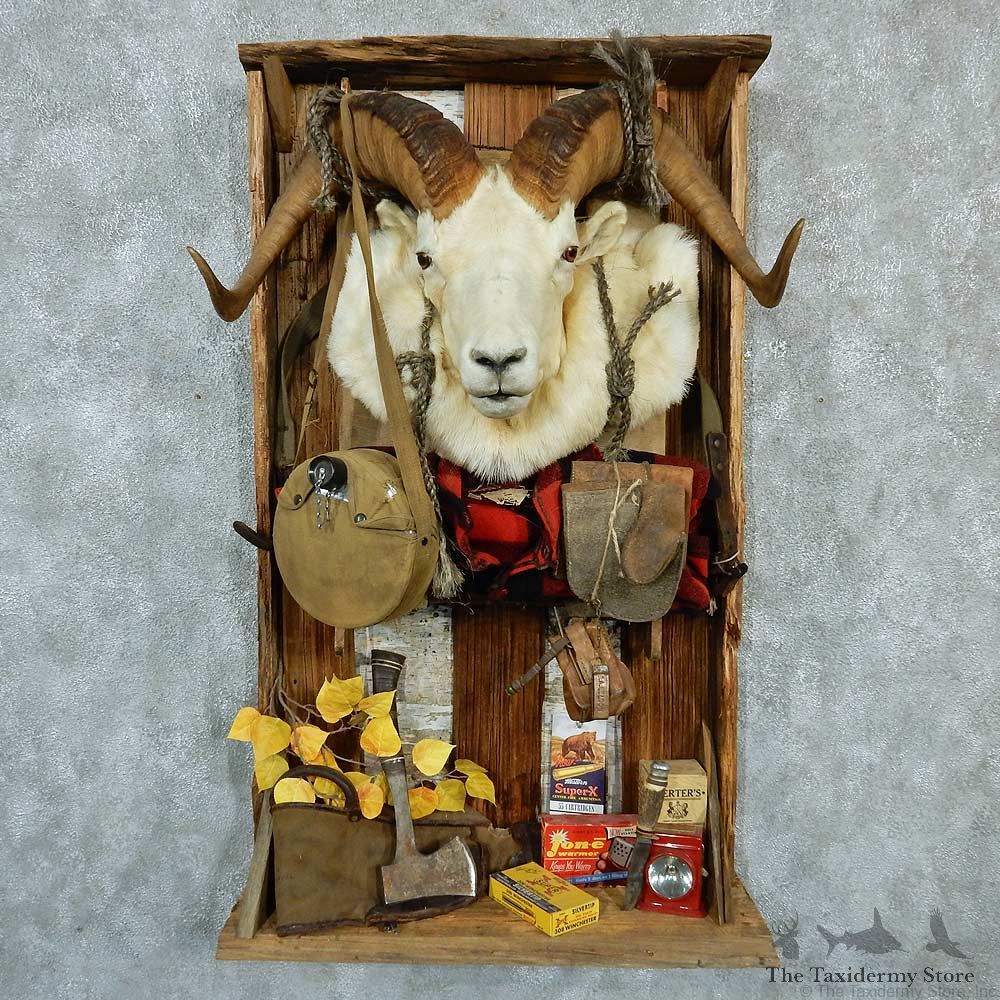 Dall Sheep Display Taxidermy Mount #13306 For Sale @ The Taxidermy Store