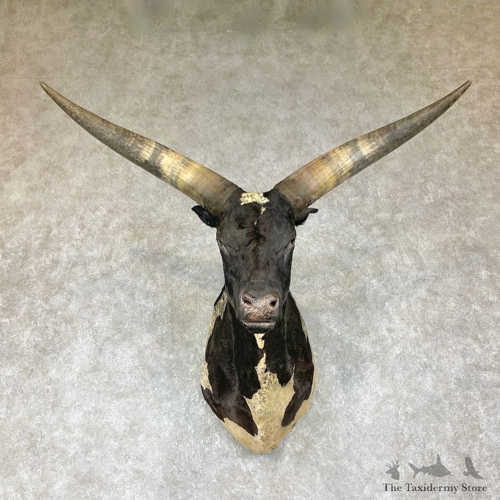 Ankole Watusi Longhorn Shoulder Taxidermy Head Mount #25874 For Sale @ The Taxidermy Store