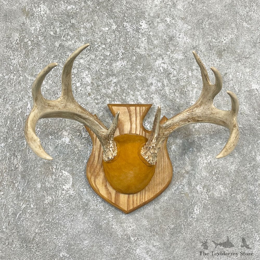 Whitetail Deer Antler Plaque Mount For Sale #26252 @ The Taxidermy Store