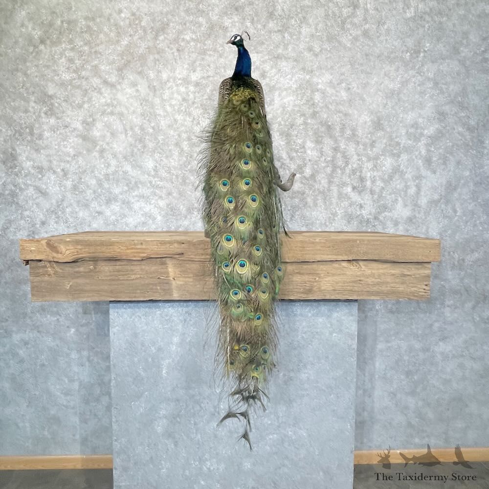 Blue Indian Peacock Bird Mount For Sale #28755 @ The Taxidermy Store