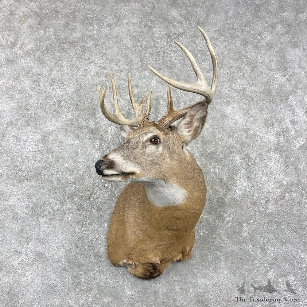 Whitetail Deer Shoulder Mount For Sale #25991 @ The Taxidermy Store