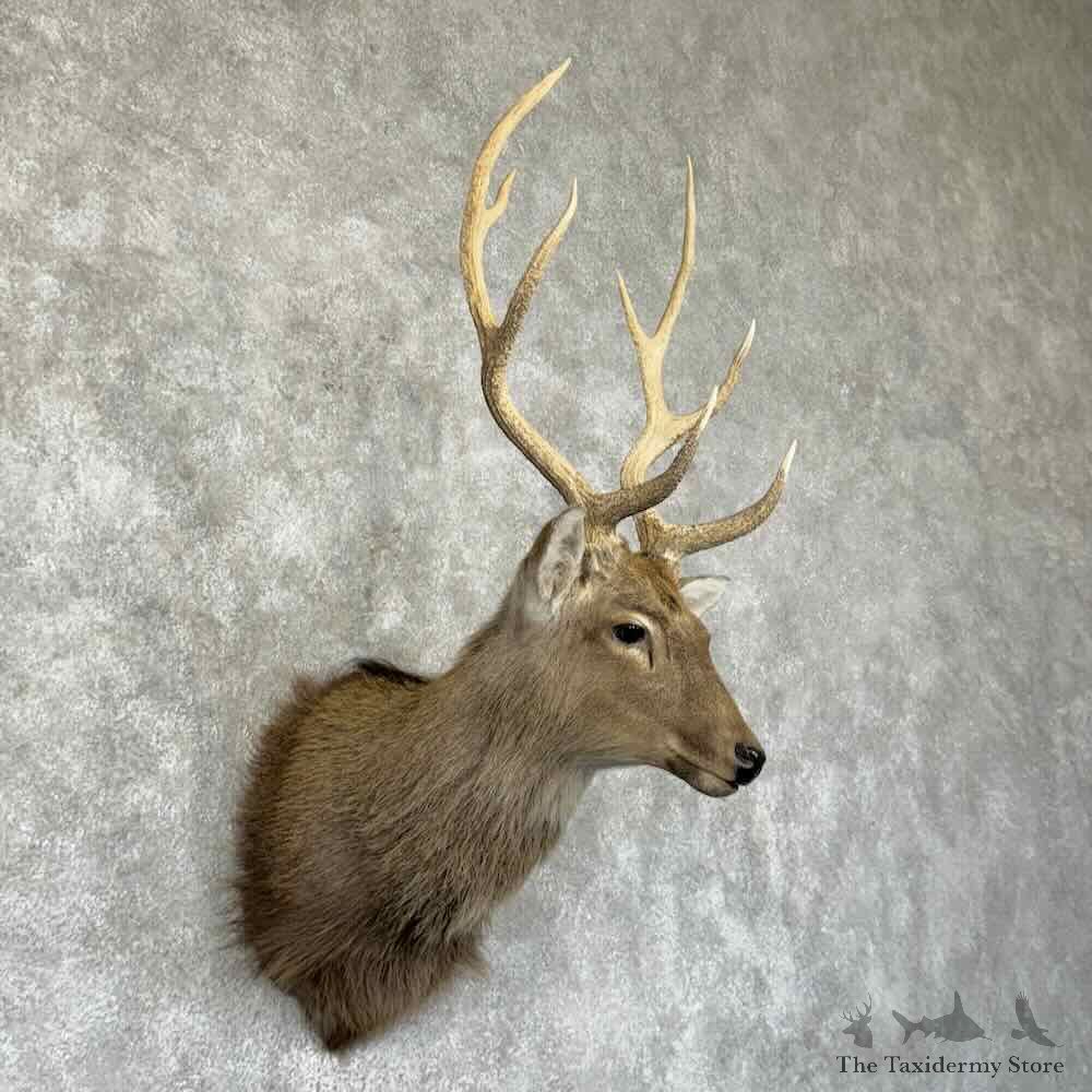 Japanese Sika Deer Shoulder Mount For Sale #31344 @ The Taxidermy Store