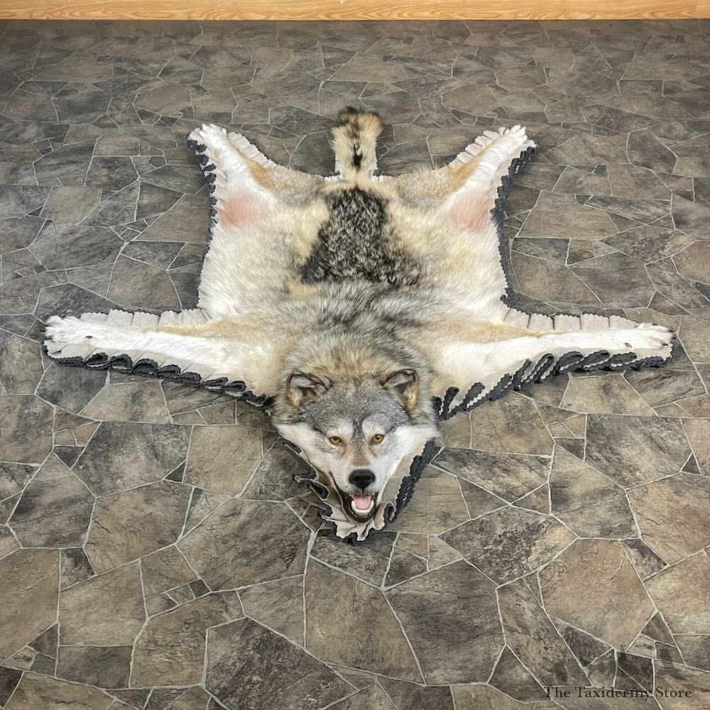 Grey Wolf Full Rug Mount For Sale #27865 @ The Taxidermy Store