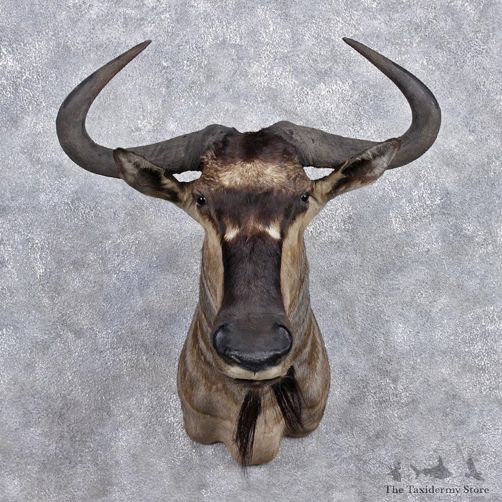 African Nyasa Wildebeest Mount #12368 For Sale @ The Taxidermy Store