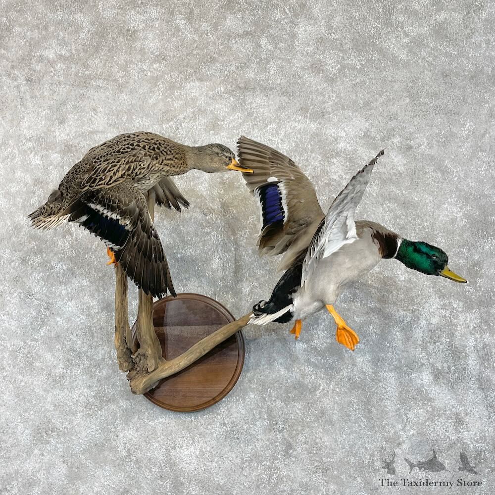 Mallard Drake and Hen Duck Mount For Sale #28526 - The Taxidermy Store