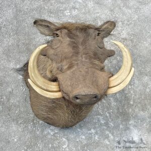 African Warthog Shoulder Mount For Sale #26807 @ The Taxidermy Store
