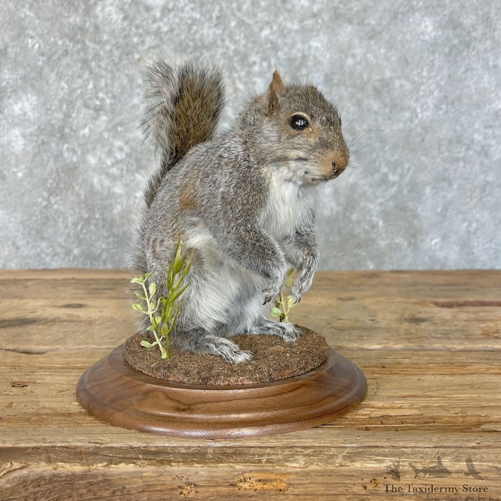 Grey Squirrel Life-Size Mount For Sale #27764 @ The Taxidermy Store