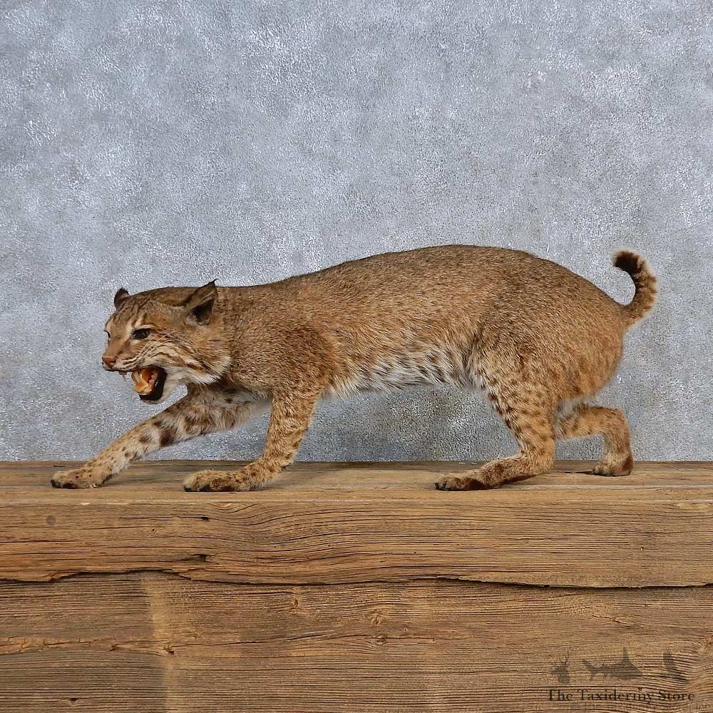 Bobcat Life-Size Mount For Sale #15697 @ The Taxidermy Store