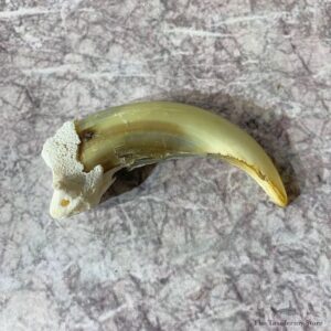 Grizzly Bear Claw For Sale #21884 @ The Taxidermy Store