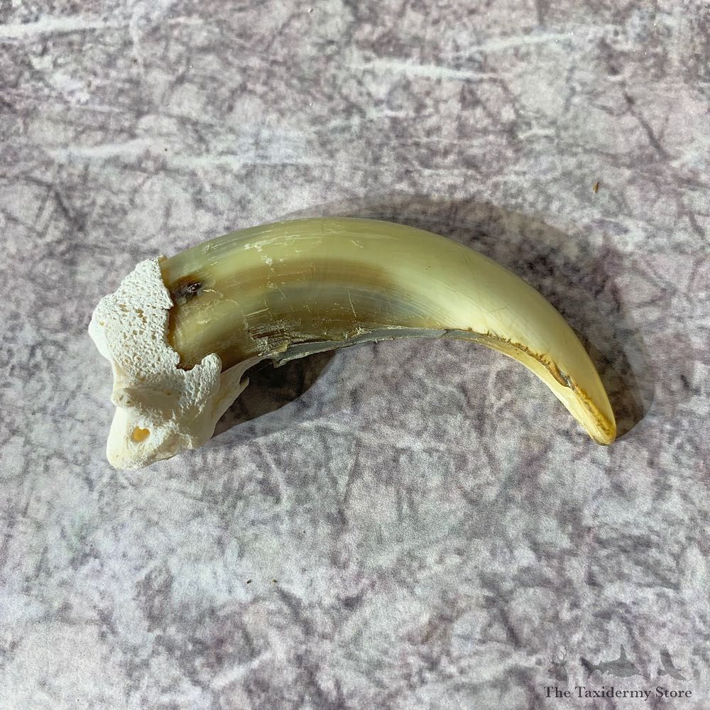 Grizzly Bear Claw For Sale #21884 @ The Taxidermy Store