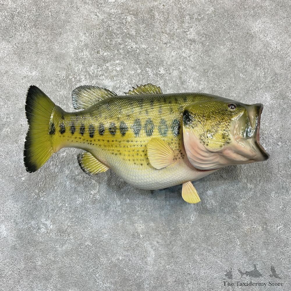 Largemouth Bass Fish Mount For Sale #27810 @ The Taxidermy Store