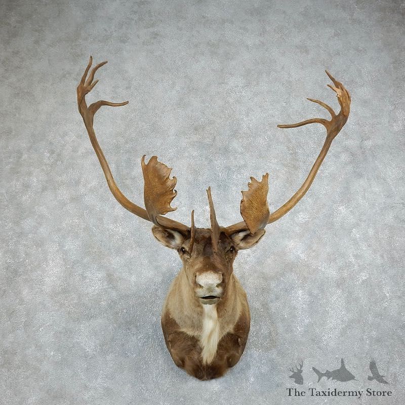 Barren Ground Caribou Shoulder Mount For Sale #18346 @ The Taxidermy Store