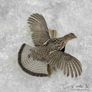 Ruffed Grouse Bird Mount For Sale #32371 @ The Taxidermy Store