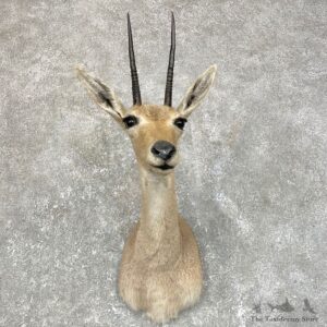 African Vaal Rhebok Shoulder Mount For Sale #24187 @ The Taxidermy Store