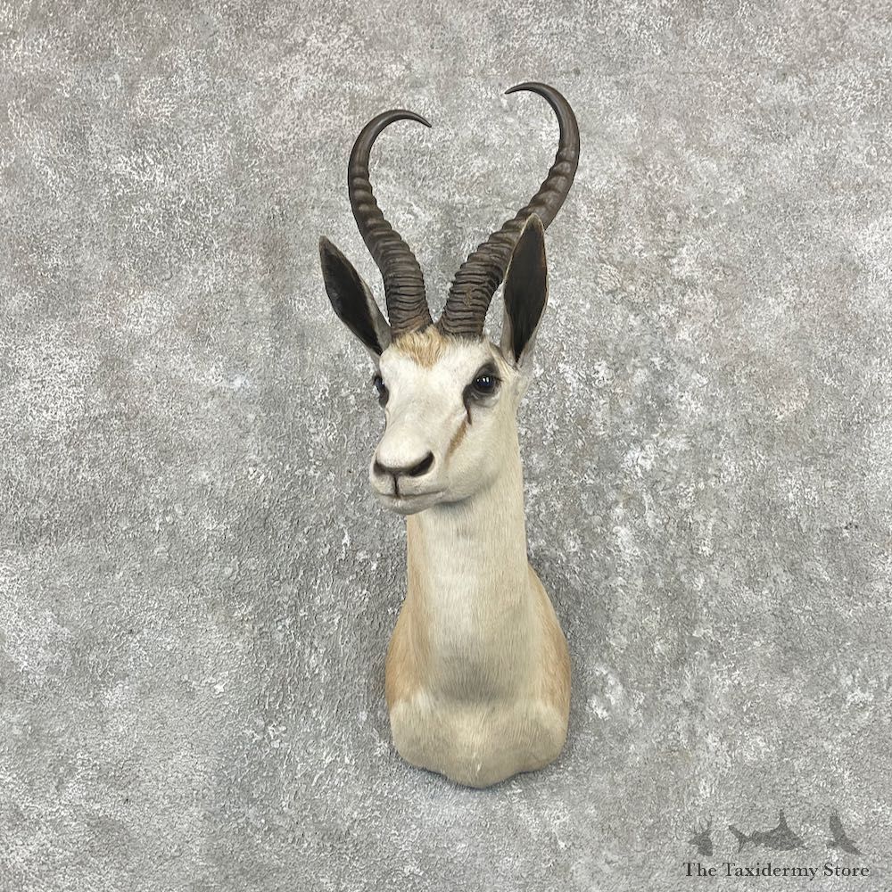 White Springbok Shoulder Mount #26055 For Sale @ The Taxidermy Store