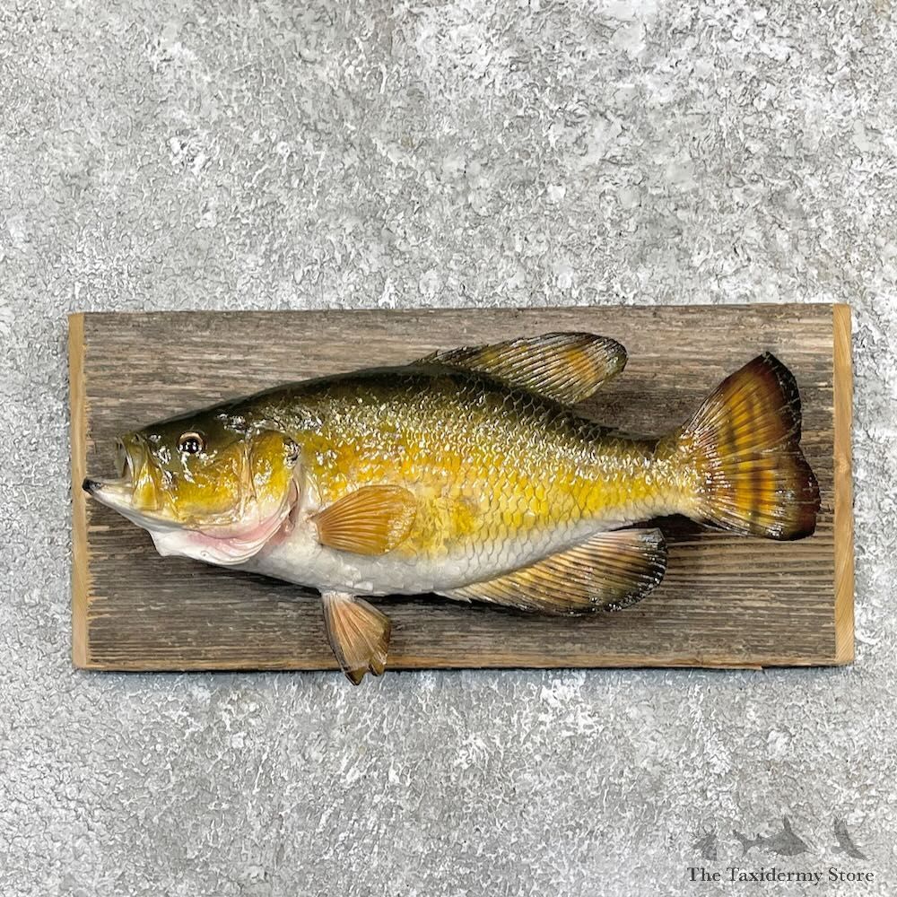 White Crappie Fish Mount For Sale #27398 @ The Taxidermy Store