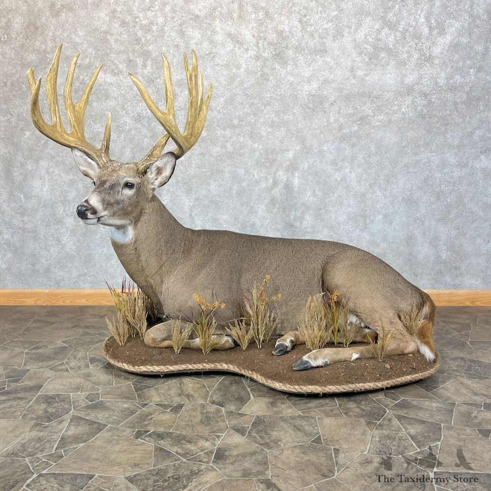 Whitetail Deer Life Size Mount For Sale #28477 @ The Taxidermy Store