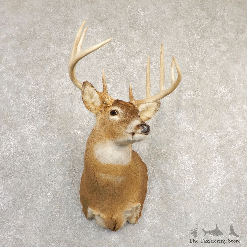 Whitetail Deer Shoulder Mount For Sale #20831 @ The Taxidermy Store