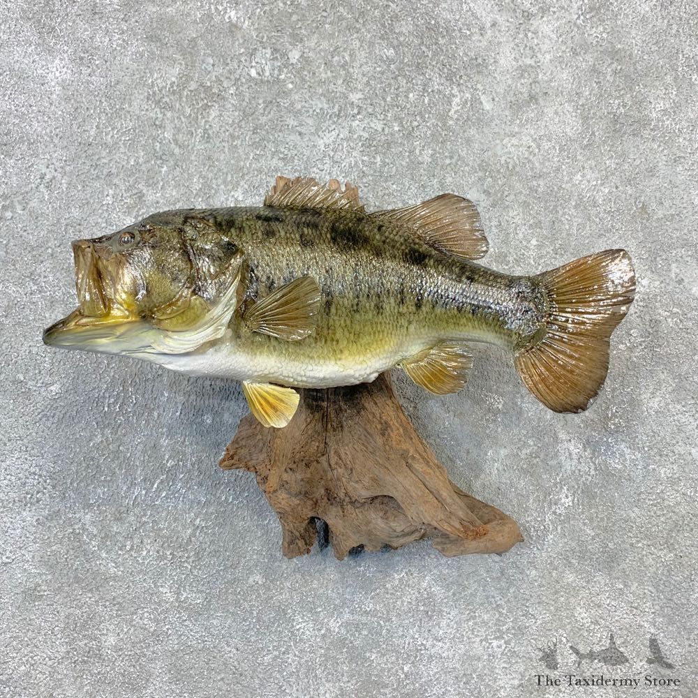 Largemouth Bass Fish Mount For Sale #23263 @ The Taxidermy Store
