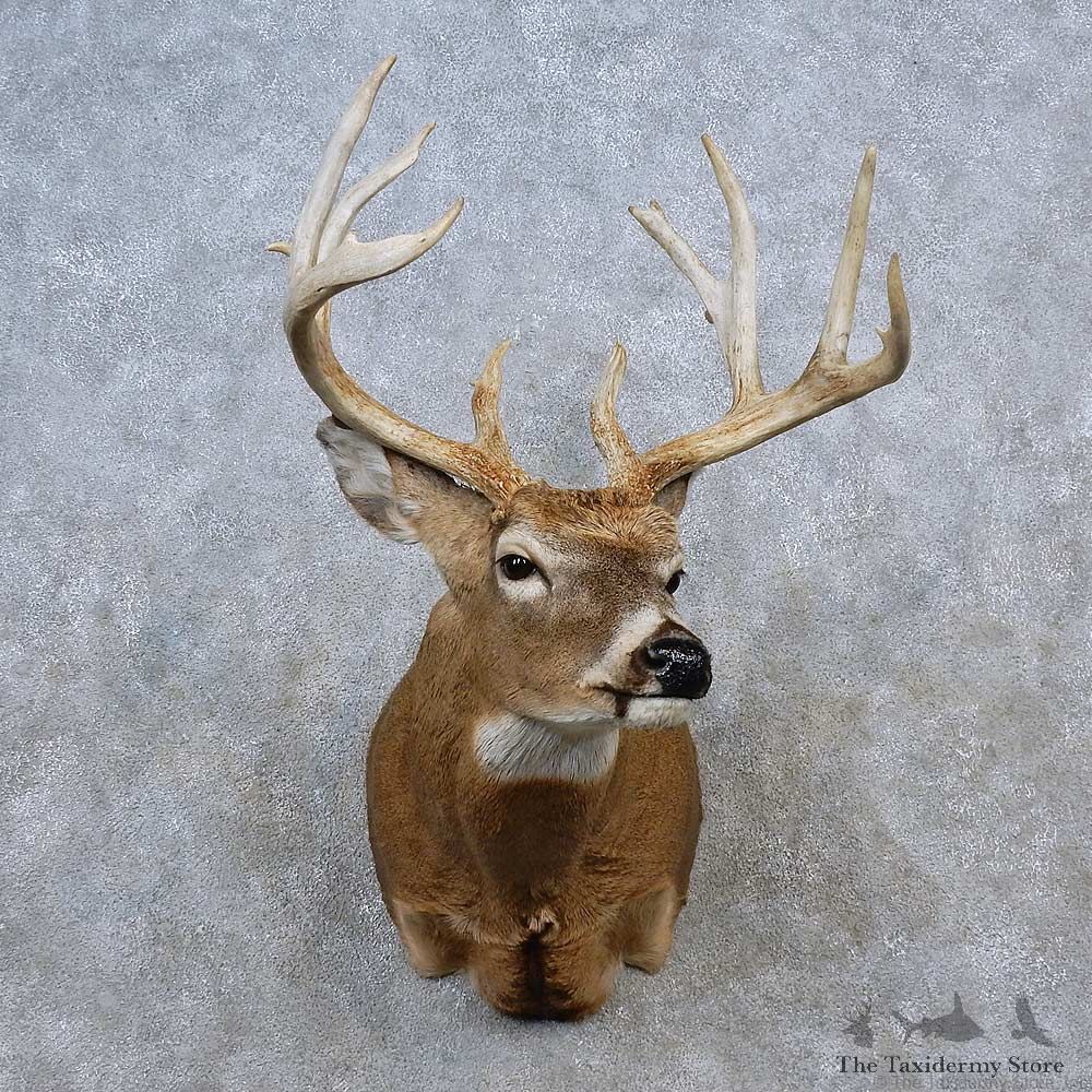Whitetail Deer Shoulder Mount For Sale #15623 @ The Taxidermy Store
