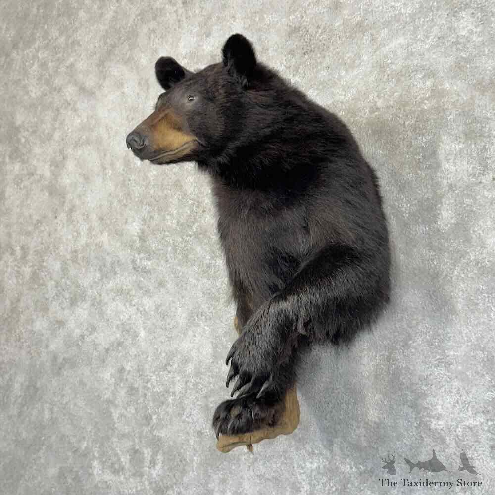 Black Bear Half Life Size Mount For Sale #31170 @ The Taxidermy Store