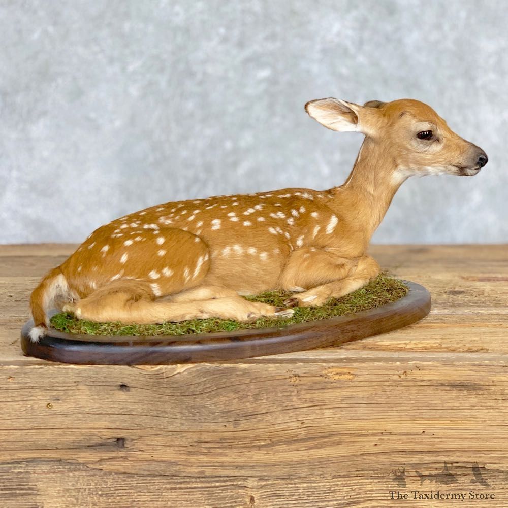 Whitetail Deer Fawn Life-Size Mount For Sale #21696 - The Taxidermy Store