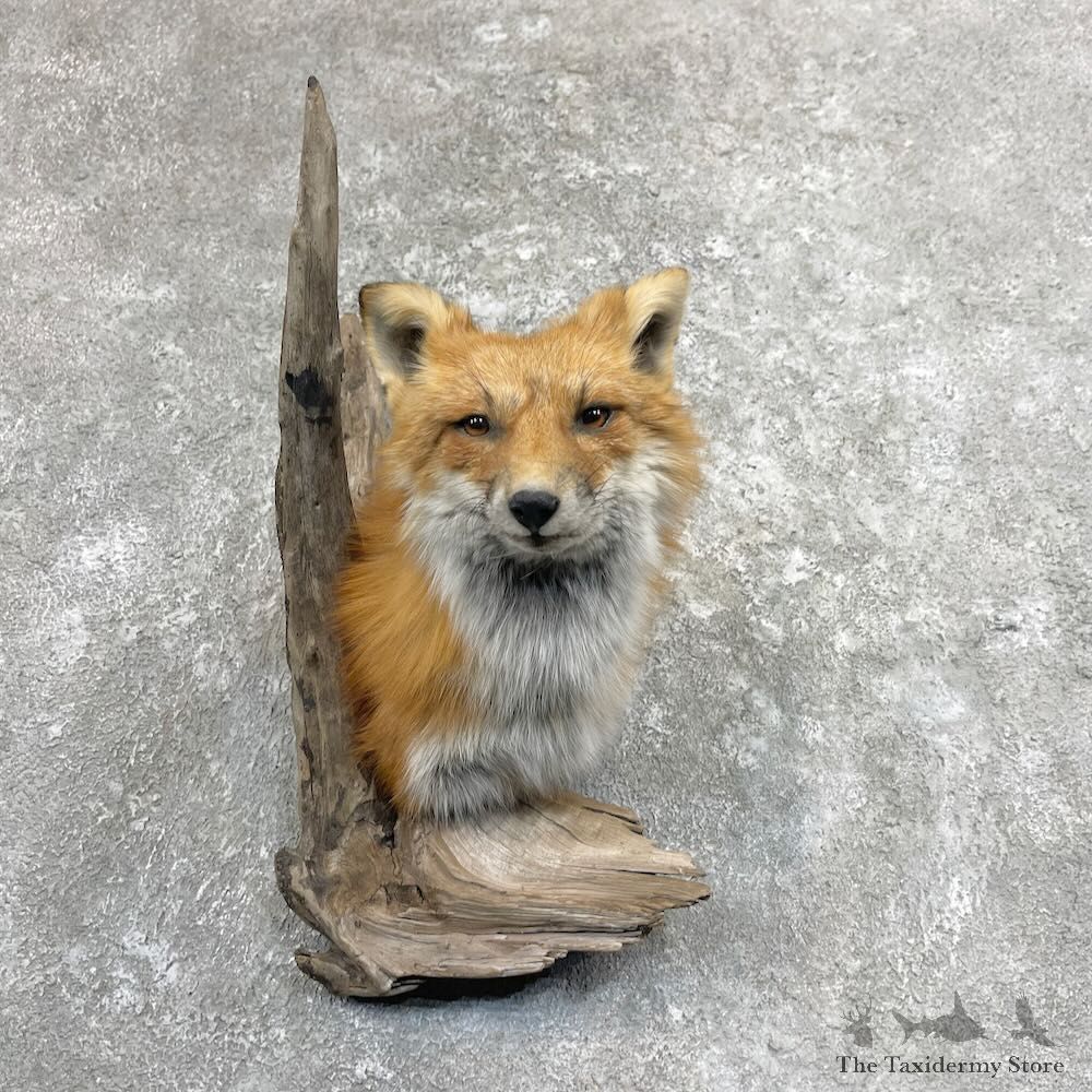 Red Fox Shoulder Taxidermy Mount For Sale #28053 @ The Taxidermy Store