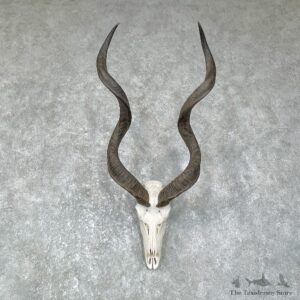 Greater Kudu Skull European Mount For Sale #25631 @ The Taxidermy Store